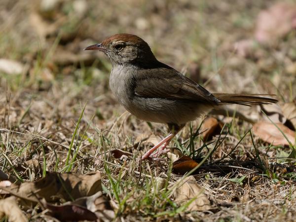 <h3><a href="/trips/safari/biota/animalia/chordata/aves/040 passeriformes/088 cisticolidae/cisticola aberrans/cisticola aberrans-nl.html">Cisticola&nbsp;aberrans</a> / Lazy&nbsp;cisticola / Langstaartgraszanger</h3>OM-1 Mark II met OLYMPUS M.150-400mm F4.5 TC, 1/2000 sec  bij F5.6, ISO 500, afstand 7.7&nbsp;m